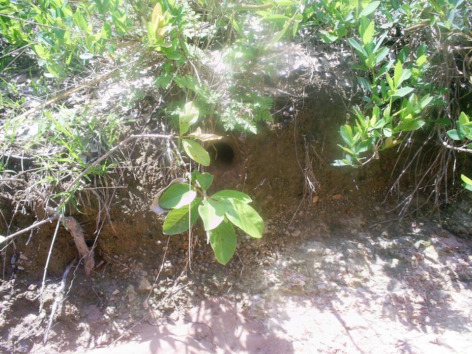 FIGURE 9 FIGURE 9